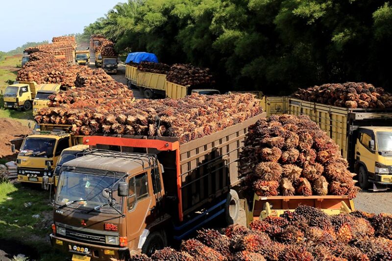 Sejumlah truk pengangkut Tanda Buah Segar (TBS) kelapa sawit mengantre untuk pembongkaran di salah satu pabrik minyak kelapa sawit( Poto : istimewa )