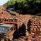 Sejumlah truk pengangkut Tanda Buah Segar (TBS) kelapa sawit mengantre untuk pembongkaran di salah satu pabrik minyak kelapa sawit( Poto : istimewa )
