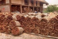 IPC TPK Jambi mendukung ekspor kayu manis Kerinci melalui Pelabuhan Talang Duku dengan target 1.500 ton pada 2026 untuk pasar global.( Poto : dok.PT. Karya Agro JayaLestari ).