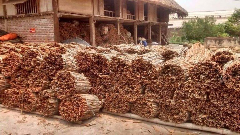 IPC TPK Jambi mendukung ekspor kayu manis Kerinci melalui Pelabuhan Talang Duku dengan target 1.500 ton pada 2026 untuk pasar global.( Poto : dok.PT. Karya Agro JayaLestari ).