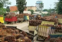 Truk muatan TBS Kelapa Sawit antre masuk ke pabrik ( jambione.com ).