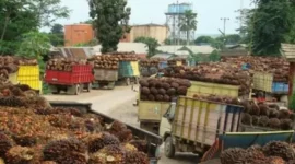 Truk muatan TBS Kelapa Sawit antre masuk ke pabrik ( jambione.com ).