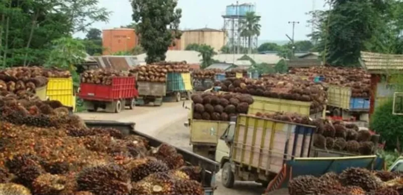 Truk muatan TBS Kelapa Sawit antre masuk ke pabrik ( jambione.com ).
