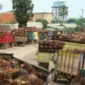 Truk muatan TBS Kelapa Sawit antre masuk ke pabrik ( jambione.com ).