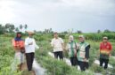 Wakil Ketua DPRD Kota Jambi yang juga Ketua DPC HKTI Kota Jambi, Muhammad Yasir, meninjau langsung panen raya jagung Kelompok Tani Tunas Jaya( Poto : JAMBIlink ).