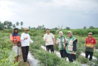 Wakil Ketua DPRD Kota Jambi yang juga Ketua DPC HKTI Kota Jambi, Muhammad Yasir, meninjau langsung panen raya jagung Kelompok Tani Tunas Jaya( Poto : JAMBIlink ).