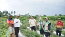 Wakil Ketua DPRD Kota Jambi yang juga Ketua DPC HKTI Kota Jambi, Muhammad Yasir, meninjau langsung panen raya jagung Kelompok Tani Tunas Jaya( Poto : JAMBIlink ).