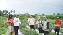Wakil Ketua DPRD Kota Jambi yang juga Ketua DPC HKTI Kota Jambi, Muhammad Yasir, meninjau langsung panen raya jagung Kelompok Tani Tunas Jaya( Poto : JAMBIlink ).