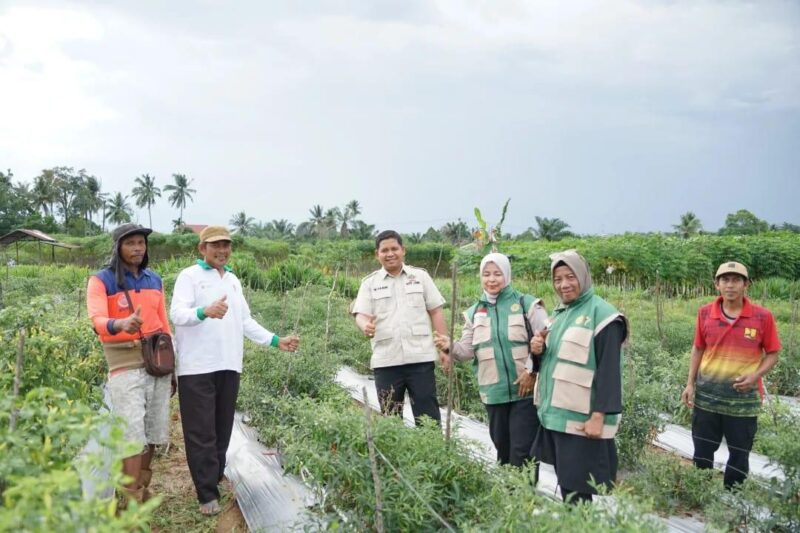 Wakil Ketua DPRD Kota Jambi yang juga Ketua DPC HKTI Kota Jambi, Muhammad Yasir, meninjau langsung panen raya jagung Kelompok Tani Tunas Jaya( Poto : JAMBIlink ).