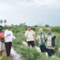 Wakil Ketua DPRD Kota Jambi yang juga Ketua DPC HKTI Kota Jambi, Muhammad Yasir, meninjau langsung panen raya jagung Kelompok Tani Tunas Jaya( Poto : JAMBIlink ).