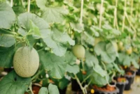 Cara menanam melon di pot halaman rumah dengan mudah untuk pemula. Ikuti panduan lengkap mulai dari bibit, perawatan, hingga panen buah melon manis.( Poto : shopee ).