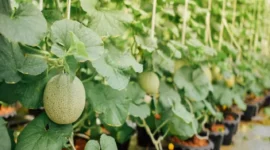 Cara menanam melon di pot halaman rumah dengan mudah untuk pemula. Ikuti panduan lengkap mulai dari bibit, perawatan, hingga panen buah melon manis.( Poto : shopee ).