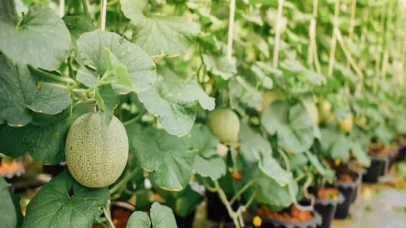 Cara menanam melon di pot halaman rumah dengan mudah untuk pemula. Ikuti panduan lengkap mulai dari bibit, perawatan, hingga panen buah melon manis.( Poto : shopee ).