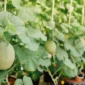 Cara menanam melon di pot halaman rumah dengan mudah untuk pemula. Ikuti panduan lengkap mulai dari bibit, perawatan, hingga panen buah melon manis.( Poto : shopee ).
