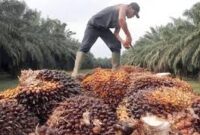 Harga sawit Jambi naik pada periode 12–18 Juni 2026 dengan kenaikan harga tandan buah segar (TBS) di tingkat pabrik.( poto : istimewa )