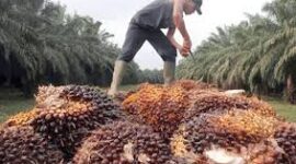 Harga sawit Jambi naik pada periode 12–18 Juni 2026 dengan kenaikan harga tandan buah segar (TBS) di tingkat pabrik.( poto : istimewa )