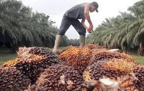 Harga sawit Jambi naik pada periode 12–18 Juni 2026 dengan kenaikan harga tandan buah segar (TBS) di tingkat pabrik.( poto : istimewa )