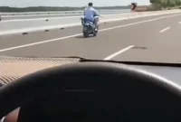 Viral bule masuk jalur mobil di Tol Bali Mandara. Petugas langsung mengevakuasi dan memberikan teguran untuk mencegah kejadian serupa.( Poto : Tribun Bali.com)