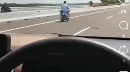 Viral bule masuk jalur mobil di Tol Bali Mandara. Petugas langsung mengevakuasi dan memberikan teguran untuk mencegah kejadian serupa.( Poto : Tribun Bali.com)
