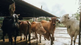 Harga Hewan Kurban di Batang Hari Naik Jelang Idul Adha 1447 H.( Poto : Asatunews.co.id ).