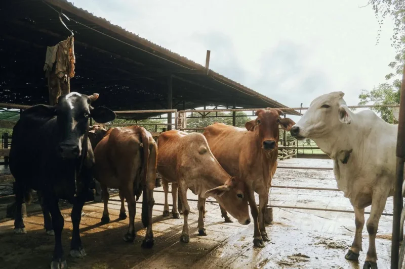 Harga Hewan Kurban di Batang Hari Naik Jelang Idul Adha 1447 H.( Poto : Asatunews.co.id ).