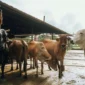 Harga Hewan Kurban di Batang Hari Naik Jelang Idul Adha 1447 H.( Poto : Asatunews.co.id ).
