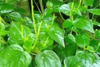 Manfaat daun sirih Cina untuk kesehatan tubuh cukup beragam, mulai dari membantu meredakan asam urat, menjaga kulit, melancarkan pencernaan, hingga meningkatkan daya tahan tubuh.( Poto : Apps Sides ).
