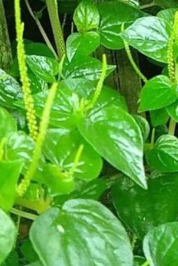 Manfaat Daun Sirih Cina untuk Kesehatan, Herbal Alami yang Semakin Populer