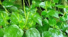 Manfaat daun sirih Cina untuk kesehatan tubuh cukup beragam, mulai dari membantu meredakan asam urat, menjaga kulit, melancarkan pencernaan, hingga meningkatkan daya tahan tubuh.( Poto : Apps Sides ).