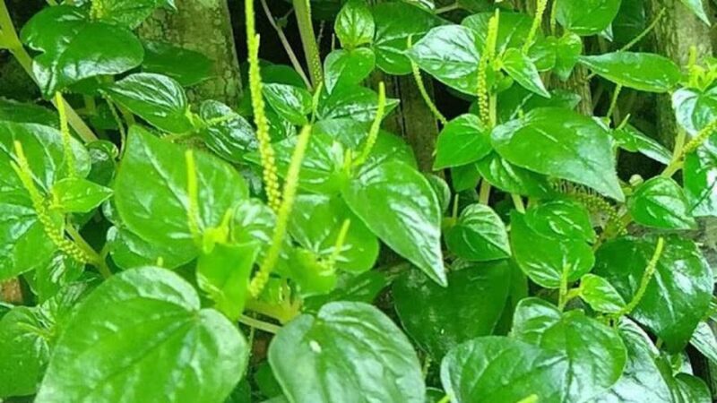 Manfaat daun sirih Cina untuk kesehatan tubuh cukup beragam, mulai dari membantu meredakan asam urat, menjaga kulit, melancarkan pencernaan, hingga meningkatkan daya tahan tubuh.( Poto : Apps Sides ).