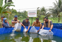 Penebaran benih ikan air tawar di kawasan budidaya binaan Pertamina EP Jambi di Desa Kasang Lopak Alai, Muaro Jambi.( poto : infojambi.com )