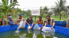 Penebaran benih ikan air tawar di kawasan budidaya binaan Pertamina EP Jambi di Desa Kasang Lopak Alai, Muaro Jambi.( poto : infojambi.com )