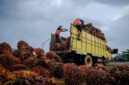 Secara keseluruhan, rata-rata harga TBS kelapa sawit di Kabupaten Dharmasraya berada pada angka Rp3.405 per kilogram.( ilustrasi poto : jambiekspres.co.id )