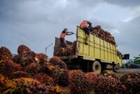 Secara keseluruhan, rata-rata harga TBS kelapa sawit di Kabupaten Dharmasraya berada pada angka Rp3.405 per kilogram.( ilustrasi poto : jambiekspres.co.id )