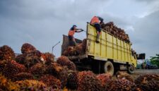 Secara keseluruhan, rata-rata harga TBS kelapa sawit di Kabupaten Dharmasraya berada pada angka Rp3.405 per kilogram.( ilustrasi poto : jambiekspres.co.id )