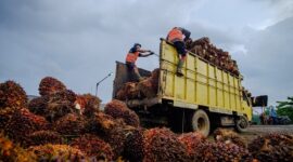 Secara keseluruhan, rata-rata harga TBS kelapa sawit di Kabupaten Dharmasraya berada pada angka Rp3.405 per kilogram.( ilustrasi poto : jambiekspres.co.id )