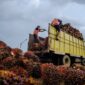 Secara keseluruhan, rata-rata harga TBS kelapa sawit di Kabupaten Dharmasraya berada pada angka Rp3.405 per kilogram.( ilustrasi poto : jambiekspres.co.id )