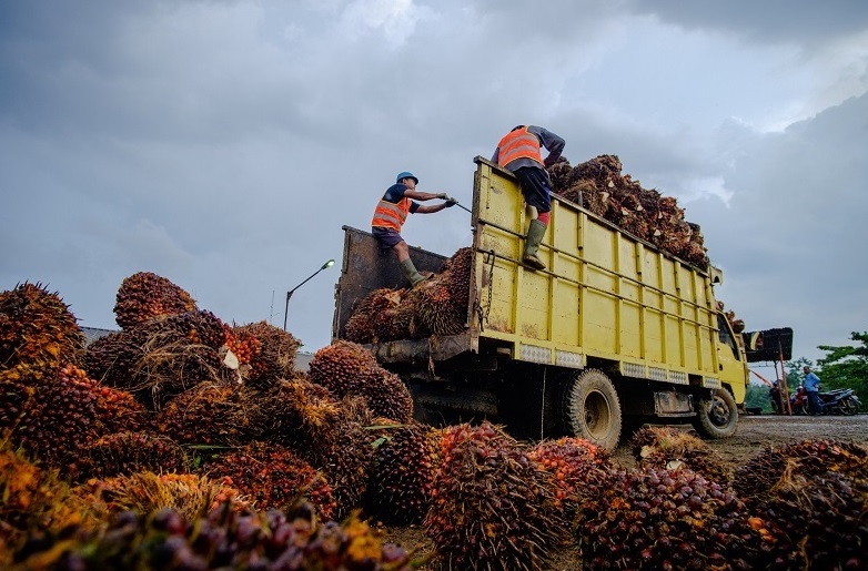 Secara keseluruhan, rata-rata harga TBS kelapa sawit di Kabupaten Dharmasraya berada pada angka Rp3.405 per kilogram.( ilustrasi poto : jambiekspres.co.id )
