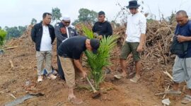Anggota DPR RI Cek Endra memulai penanaman perdana sawit di kawasan Kebun Sribado, Kecamatan Mandiangin, Kabupaten Sarolangun, Sabtu (13/6/2026). ( poto : jambiprima.com )