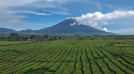 Pemandangan Gunung Kerinci yang di sertai hamparan kebun teh ( poto : istimewa )