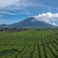 Pemandangan Gunung Kerinci yang di sertai hamparan kebun teh ( poto : istimewa )
