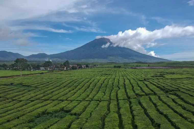 Pemandangan Gunung Kerinci yang di sertai hamparan kebun teh ( poto : istimewa )