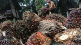 Petani sawit minta kebijakan biodiesel lebih adil, fleksibel, dan tidak menambah beban ekonomi mereka.( poto :  halojambi.com )