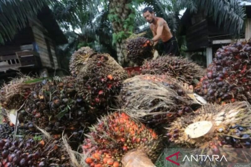 Petani sawit minta kebijakan biodiesel lebih adil, fleksibel, dan tidak menambah beban ekonomi mereka.( poto :  halojambi.com )