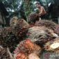 Petani sawit minta kebijakan biodiesel lebih adil, fleksibel, dan tidak menambah beban ekonomi mereka.( poto :  halojambi.com )