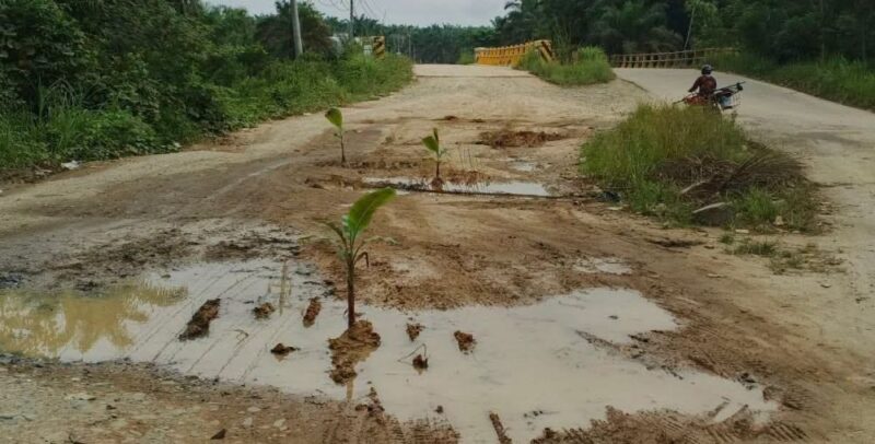 Warga protes dengan menanm pisang di tengah jalan karena jalan tak kunjung di perbaiki.( poto : jambiprima.com )