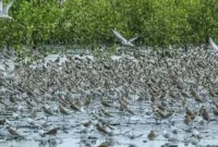 Pantai Timur Jambi menjadi lokasi persinggahan ribuan burung migrasi dari Asia Timur menuju Australia.( poto : metrojambi.com )