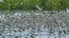 Pantai Timur Jambi menjadi lokasi persinggahan ribuan burung migrasi dari Asia Timur menuju Australia.( poto : metrojambi.com )