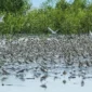 Pantai Timur Jambi menjadi lokasi persinggahan ribuan burung migrasi dari Asia Timur menuju Australia.( poto : metrojambi.com )