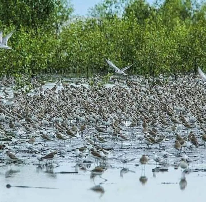 Pantai Timur Jambi menjadi lokasi persinggahan ribuan burung migrasi dari Asia Timur menuju Australia.( poto : metrojambi.com )